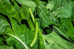 spinach leaves