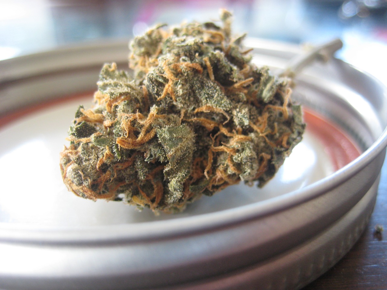 cannabis sativa