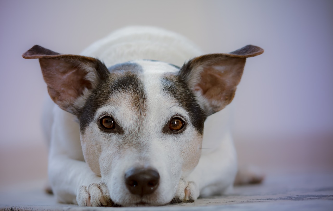 beautiful dog