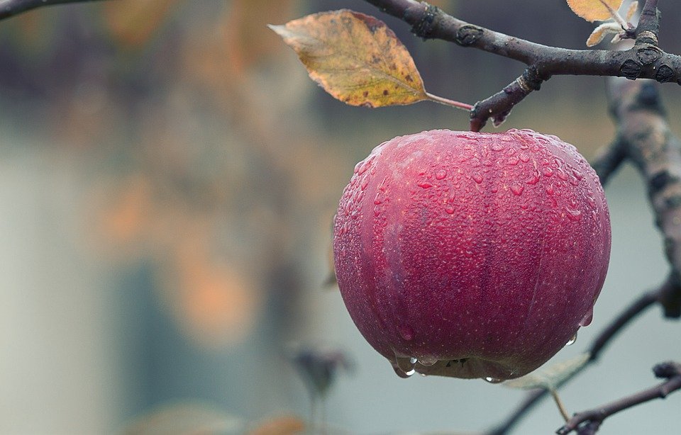 an apple